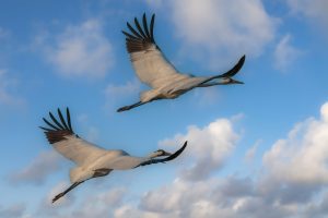 Whooping Cranes at their wintering grounds in Rockport, TX