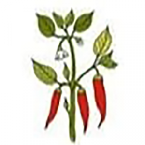 Cayenne-pepper-plant